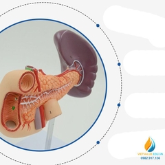 Mô hình giải phẫu gan mật, tuyến tụy, lá lách, túi mật và tá tràng