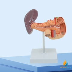 Mô hình giải phẫu gan mật, tuyến tụy, lá lách, túi mật và tá tràng