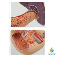 Mô hình giải phẫu gan mật, tuyến tụy, lá lách, túi mật và tá tràng