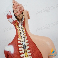 Mô hình giải phẫu nửa người 85cm bán thân