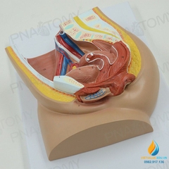 Mô hình giải phẫu vùng chậu, tử cung hệ tiết niệu nữ giới, chất liệu nhựa PVC cao cấp