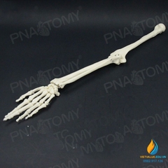 Mô hình xương cánh tay người tỷ lệ 1:1, chất liệu PVC cao cấp