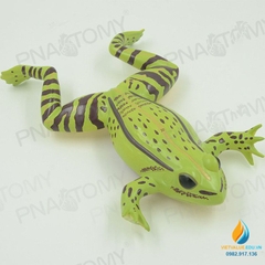 Mô hình giải phẫu cơ quan nội tạng ếch, cóc, cơ quan tháo rời, lắp ráp