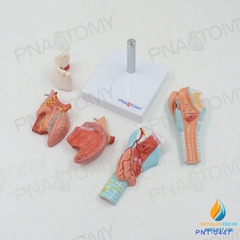 Mô hình giải phẫu Miệng và lưỡi con người, răng cổ họng sụn tuyến giáp lưỡi