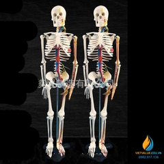 Mô hình bộ xương người 85cm tháo rời