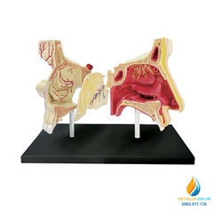 Mô hình giải phẫu khoang mũi, 4D mô hình khoang mũi người