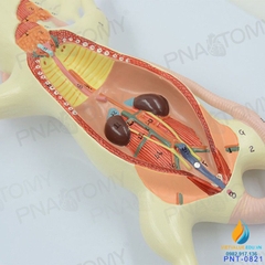 Mô hình giải phẫu nội tạng chuột