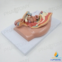 Mô hình giải phẫu hệ thống sinh dục tiết niệu nam giới tháo rời lắp ráp