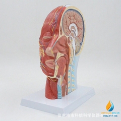 Mô hình giải phẫu dây cơ mặt và mạch máu đầu, tỷ lệ 1:1