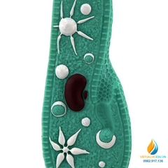 Mô hình Paramecium, mô hình sinh học trùng đế giày