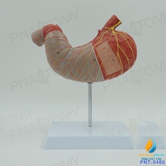 Mô hình giải phẫu Ruột và dạ dày con người, đường tiêu hóa niêm mạc