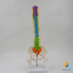 Mô hình giải phẫu cột xương sống uốn cong 45cm, đốt sống trật khớp