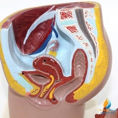 Mô hình giải phẫu kiểu háng nam và kiểu háng nữ