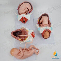 Mô hình giải phẫu phôi thai nữ sinh đủ tháng