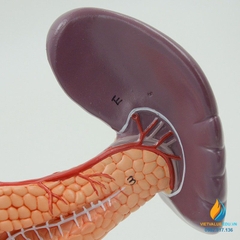 Mô hình giải phẫu gan mật, tuyến tụy, lá lách, túi mật và tá tràng