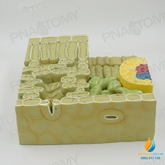 Mô hình giải phẫu cấu trúc lá thực vật, chất liệu nhựa PVC cao cấp