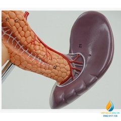 Mô hình giải phẫu gan mật, tuyến tụy, lá lách, túi mật và tá tràng