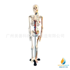 Mô hình bộ xương người 85cm tháo rời