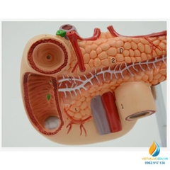Mô hình giải phẫu gan mật, tuyến tụy, lá lách, túi mật và tá tràng