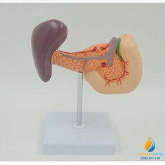 Mô hình giải phẫu gan mật, tuyến tụy, lá lách, túi mật và tá tràng