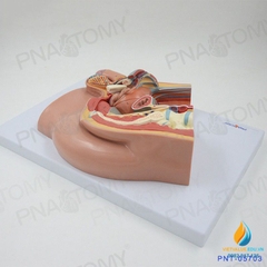 Mô hình giải phẫu hệ thống sinh dục tiết niệu nam giới tháo rời lắp ráp