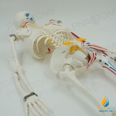 Mô hình bộ xương người tháo rời 85cm, tô màu thần kinh, cột sống