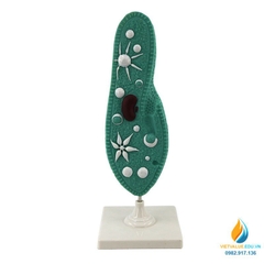 Mô hình Paramecium, mô hình sinh học trùng đế giày