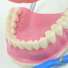 Mô hình giải phẫu khoang miệng người, mô hình hàm răng nha khoa