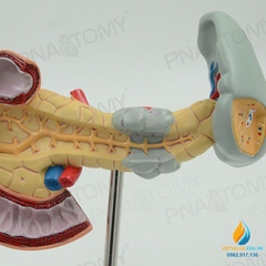 Mô hình giải phẫu nội tạng người tuyến tụy lá lách tá tràng, nhựa PVC cao cấp
