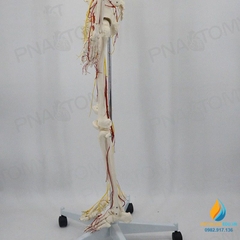 Mô hình bộ xương người hoàn chỉnh và thần kinh 170cm, tỷ lệ 1:1