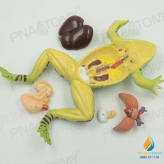 Mô hình giải phẫu cơ quan nội tạng ếch, cóc, cơ quan tháo rời, lắp ráp