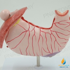 Mô hình giải phẫu cấu trúc dạ dày con người