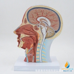 Mô hình giải phẫu dây cơ mặt và mạch máu đầu, tỷ lệ 1:1