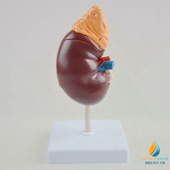 Mô hình giải phẫu Thận người tỷ lệ 1:1, hệ tiết niệu con người, nhựa PVC cao cấp