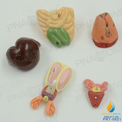 Mô hình giải phẫu nội tạng chuột