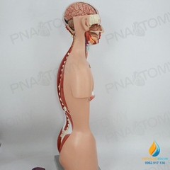 Mô hình giải phẫu nửa người 85cm bán thân