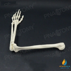Mô hình xương cánh tay người tỷ lệ 1:1, chất liệu PVC cao cấp