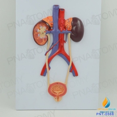 Mô hình giải phẫu hệ thống tiết niệu của con người, bàng quang, niệu quản, niệu đạo, mô hình giải phẫu thận