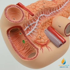 Mô hình giải phẫu gan mật, tuyến tụy, lá lách, túi mật và tá tràng