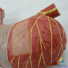 Mô hình giải phẫu Ruột và dạ dày con người, đường tiêu hóa niêm mạc