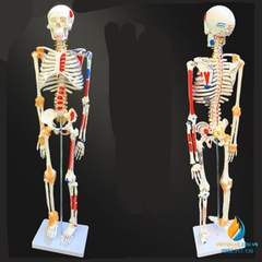 Mô hình bộ xương người 85cm tháo rời