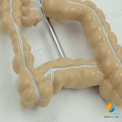 Mô hình giải phẫu ruột già của con người, mô hình ruột già, nhựa PVC cao cấp