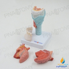 Mô hình giải phẫu Miệng và lưỡi con người, răng cổ họng sụn tuyến giáp lưỡi