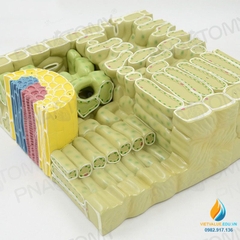 Mô hình giải phẫu cấu trúc lá thực vật, chất liệu nhựa PVC cao cấp
