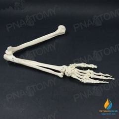 Mô hình xương cánh tay người tỷ lệ 1:1, chất liệu PVC cao cấp