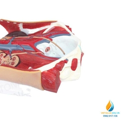 Mô hình giải phẫu tiết niệu của con người Nam và Nữ Bàng quang