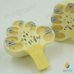 Mô hình giải phẫu khoan tai trong của người, màng nhĩ, dây thần kinh, nhựa PVC cao cấp