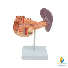 Mô hình giải phẫu gan mật, tuyến tụy, lá lách, túi mật và tá tràng