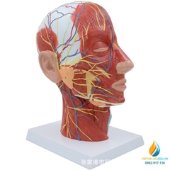 Mô hình giải phẫu dây cơ mặt và mạch máu đầu, tỷ lệ 1:1