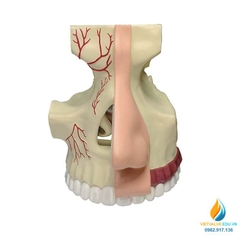 Mô hình giải phẫu khoang mũi, 4D mô hình khoang mũi người